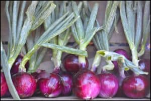 red onions with stalks - onions are an amazing value food, one recommended in our guide to learning how to eat paleo on a budget