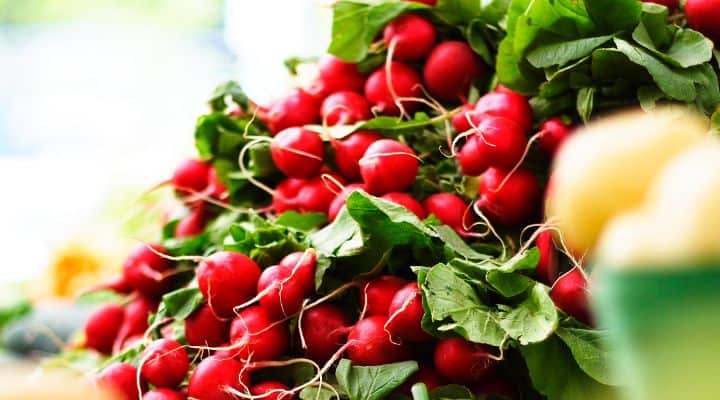 bunch of radishes - one of the great paleo diet snacks I love to make are paleo chips and salsa or guacamole using radish chips