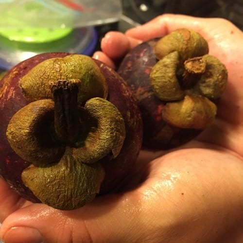 Mangosteen, unopened