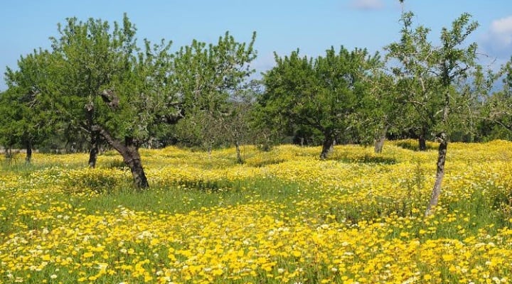 olive trees in southern Spain - article about Allison's Spanish Paleo experiences and finding gluten free in Spanish supermarkets. 