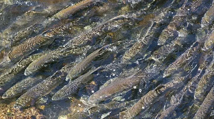 Photo of salmon run in Alaska - the featured image for our article on Paleo Salmon Jerky and Wild Salmon Jerky (hopefully the photo is enticing about wanting to eat natural, sustainable salmon). In this article we cover different options for dried salmon products. 