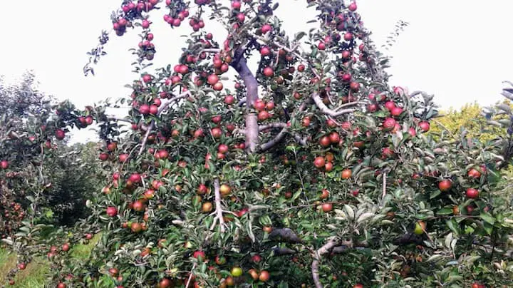 apple orchard tree full of apples - featured image can you eat apples on paleo article